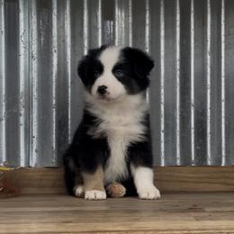 Copenhagen blue eyes - Black tri male Miniature American Shepherd puppy in Franklinville, North Carolina from Fine Hill Miniature Americans
