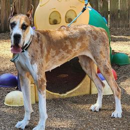 Aela - Great Dane