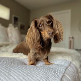 Penny - Chocolate and tan female Dachshund puppy in Summerfield, Florida from Dachshundly Perfect