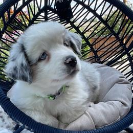 Miniature Australian Shepherd Puppies from Happy Tails, Colorado Mini Aussies