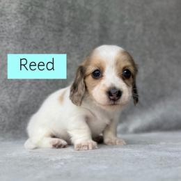 Cream Dapple Piebald - 4000 - Pet Only - CKC - Reed - Dapple male Dachshund puppy in Pauls Valley, Oklahoma from Simply Happy Dachshunds