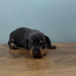 Buzz - Black and tan male Dachshund puppy in Live Oak, Florida from Johnson’s Weiner Farm