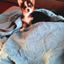 American Corgi and Pembroke Welsh Corgi Puppies from Chaotic Corgi’s