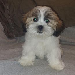Boy 1 - Parti male Lhasa Apso puppy in Norman, Oklahoma from Steve's Puppies