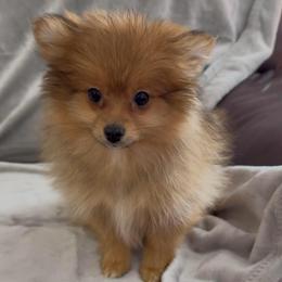 Orange Sable -  Available - Orange sable female Pomeranian puppy in Effort, Pennsylvania from Pomeranian Puppies