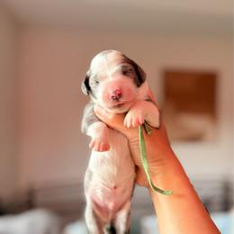 Green - Merle male Bernedoodle puppy in Cold Spring, Minnesota from A.N.A. Doodles