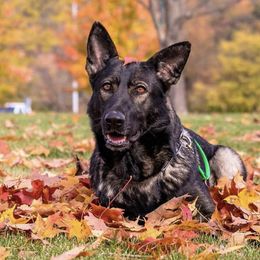 Crisis - German Shepherd