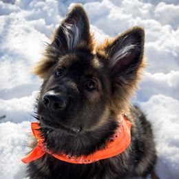 German Shepherd Puppies from Journey's German Shepherds (Kennel Vom Himmel)