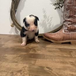 Sloan - Black and white male Border Collie puppy in Washburn, Missouri from BS Farms