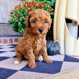 Girl 2 - Red  female Goldendoodle puppy in Philadelphia, Mississippi from Oakie Doodles