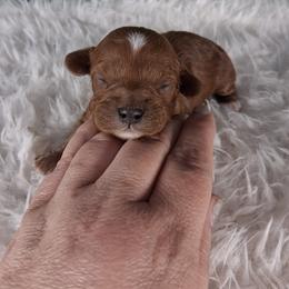 Boy 1 - male Cavapoo puppy in Centerton, Arkansas from Velvet Paws Cavapoos