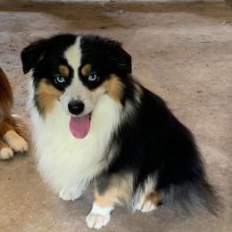 Ruger - Toy Australian Shepherd