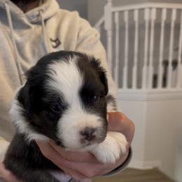 Rooster - Black tri-color male Australian Shepherd puppy in Plain City, Utah from Lost Creek Aussies