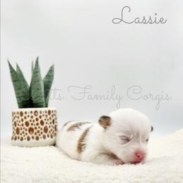 Lassie - Sable merle and white female American Corgi puppy in Cameron, North Carolina from Butts Family Corgis