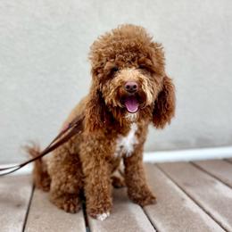Sadie - Cavapoo
