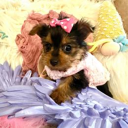 AKC Teacup Barbie (pink girl) - Black and tan female Yorkshire Terrier puppy in Fairview, West Virginia from Prims Puppies LLC