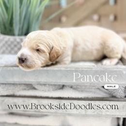 Pancake - Red male Bernedoodle puppy in Temecula, California from Brookside Bernedoodles