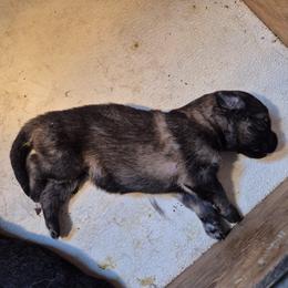 Boy 5 - Sable male German Shepherd puppy in Lake George, Colorado from High Country German Shepherds