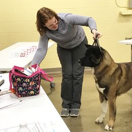 Akita All Grown Up from Firebrand Akitas