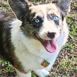 American Corgis, Cane Corso, Pembroke Welsh Corgis, and Rhodesian Ridgebacks from Diamondcrest Farms Inc