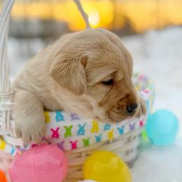 Jasper - Yellow male Labrador Retriever puppy in Isle, Minnesota from Dog Ear Outfitters