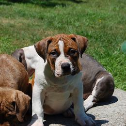 Yellow Collar girl - Fawn sable female American Bully puppy in Sandy Hook, Connecticut from Fia Bullies