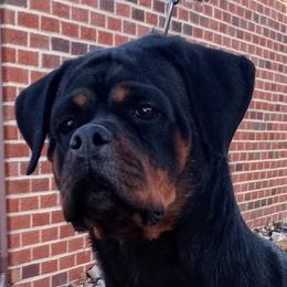 Viki - Rottweiler