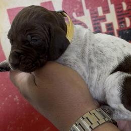 Ruth - Liver roan female German Shorthaired Pointer puppy in Six Mile, South Carolina from The Proper Pointer Co.