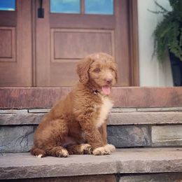 Goldendoodles and Poodles from Green Heart Poodles and Doodles