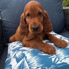 Red - Mahogany Irish Setter puppy in Fredonia, New York from Northwinds