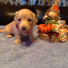 Girl 1 - Cream female Dachshund puppy in Stilwell, Oklahoma from Double Down Doxies