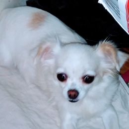 Sugar - Chihuahua