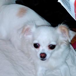 Sugar - Chihuahua