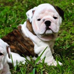 Bulldogs and French Bulldogs from Skyline French Bulldogs