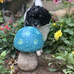 Aussiedoodle Puppies from Crystal Ridge Doodles