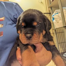 Rottweiler Puppies from Supreme Rottweilers