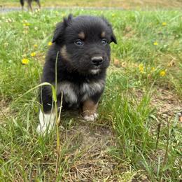Tucker - Black tri-color male Australian Shepherd puppy in Otis, Oregon from Heritage Hill Aussies