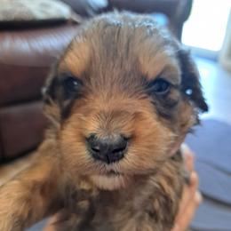 Red boy 1950 - Chocolate merle male Bernedoodle puppy in Lafayette, Alabama from Williams Lake Kennels