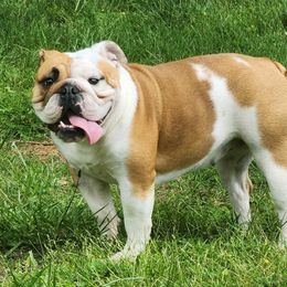 Billie - Bulldog