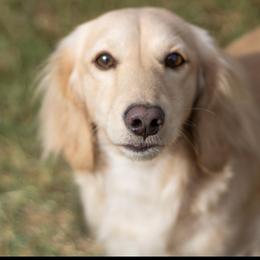 Max - Dachshund
