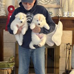 Samoyed Puppies from Arctic Edge Samoyeds