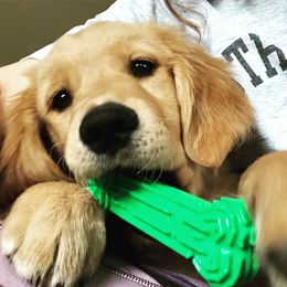 Golden Retriever Puppies from Arkansas River Golden Retrievers