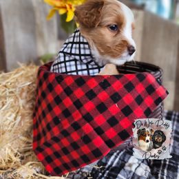 Assorted Doodle Crosses Puppies from Do Wah Diddy Doodles