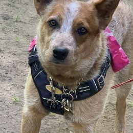 Australian Cattle Dog Puppies from SB Heelers Cattle Dogs and Performance Horses