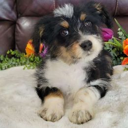 Forrest - Black tri-color Aussiedoodle puppy in Missouri from B&M Cottonwood Canines