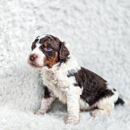 Tumnus - Brown and white male Bernedoodle puppy in Gaylord, Michigan from Dog Mom Co. Doodles