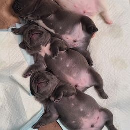 French Bulldog Puppies from LMD Frenchies