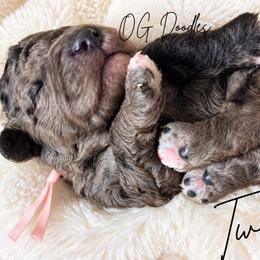 Twila - Merle female Goldendoodle puppy in Cleveland, Georgia from The O.G. Doodles