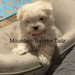 Coop collar red - White male Maltese puppy in Taylorsville, North Carolina from Mountain Top Hot Tailz