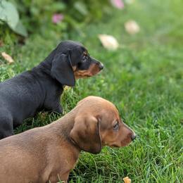Dachshund Puppies from Iowa Dachshunds